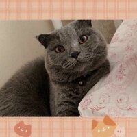 British Shorthair, Kedi  Fumar fotoğrafı