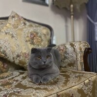 British Shorthair, Kedi  Fumar fotoğrafı