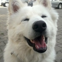 Samoyed, Köpek  Teddy fotoğrafı