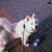 Samoyed, Köpek  Teddy fotoğrafı