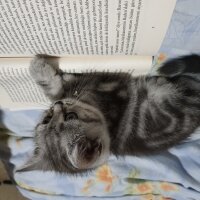 British Shorthair, Kedi  Iana fotoğrafı