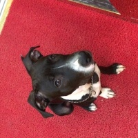 Amerikan Staffordshire Terrier, Köpek  Maça fotoğrafı
