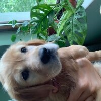 Golden Retriever, Köpek  Minnoş fotoğrafı