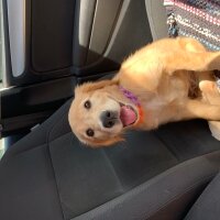 Golden Retriever, Köpek  Minnoş fotoğrafı