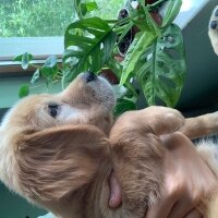 Golden Retriever, Köpek  Minnoş fotoğrafı