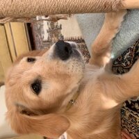 Golden Retriever, Köpek  Minnoş fotoğrafı