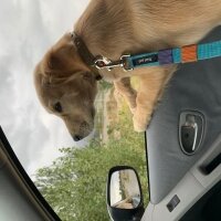 Golden Retriever, Köpek  Minnoş fotoğrafı