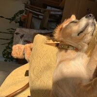 Golden Retriever, Köpek  Minnoş fotoğrafı