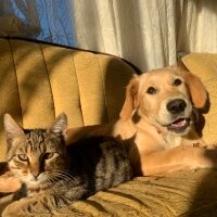 Golden Retriever, Köpek  Minnoş fotoğrafı