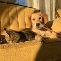 Golden Retriever, Köpek  Minnoş fotoğrafı