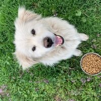 Golden Retriever, Köpek  Minnoş fotoğrafı