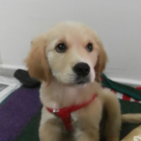 Golden Retriever, Köpek  Lucy fotoğrafı