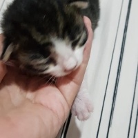 Tekir Kedi, Kedi  mia fotoğrafı