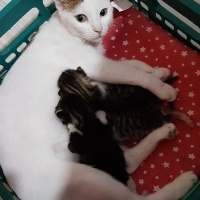 Tekir Kedi, Kedi  mia fotoğrafı