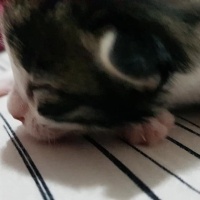 Tekir Kedi, Kedi  mia fotoğrafı