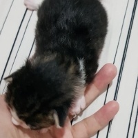 Tekir Kedi, Kedi  mia fotoğrafı