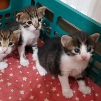 Tekir Kedi, Kedi  mia fotoğrafı