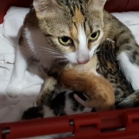 Tekir Kedi, Kedi  mia fotoğrafı