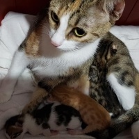 Tekir Kedi, Kedi  mia fotoğrafı