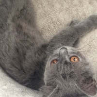 British Shorthair, Kedi  Bihter fotoğrafı