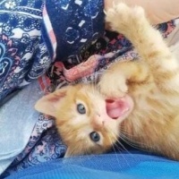 Tekir Kedi, Kedi  Cesur fotoğrafı