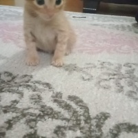Tekir Kedi, Kedi  Cesur fotoğrafı