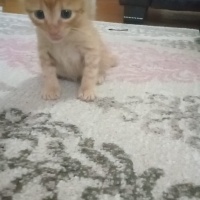 Tekir Kedi, Kedi  Cesur fotoğrafı