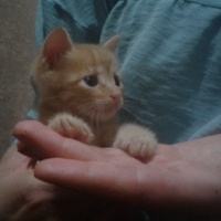 Tekir Kedi, Kedi  Cesur fotoğrafı