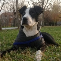 Amerikan Pitbull Terrier, Köpek  Tyson fotoğrafı