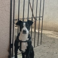 Amerikan Pitbull Terrier, Köpek  Tyson fotoğrafı