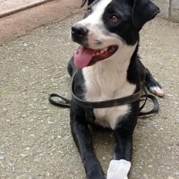 Amerikan Pitbull Terrier, Köpek  Tyson fotoğrafı