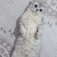 British Shorthair, Kedi  Minik fotoğrafı