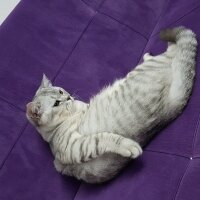 British Shorthair, Kedi  Minik fotoğrafı