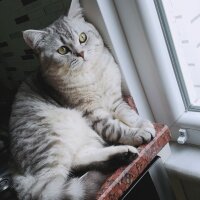 British Shorthair, Kedi  Minik fotoğrafı