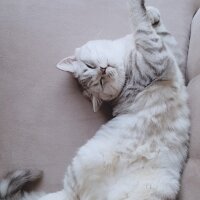 British Shorthair, Kedi  Minik fotoğrafı