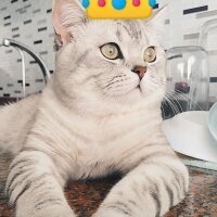 British Shorthair, Kedi  Minik fotoğrafı