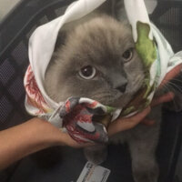 Scottish Fold, Kedi  Oscar fotoğrafı