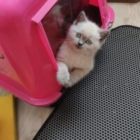 Scottish Fold, Kedi  Oscar fotoğrafı