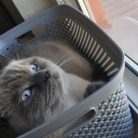 Scottish Fold, Kedi  Oscar fotoğrafı