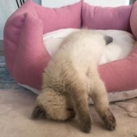 Scottish Fold, Kedi  Oscar fotoğrafı