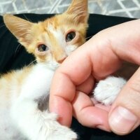 Sarman, Kedi  Mucize fotoğrafı