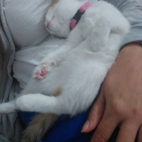Tekir Kedi, Kedi  Şanslı fotoğrafı