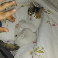 Tekir Kedi, Kedi  Şanslı fotoğrafı