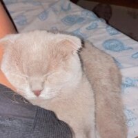 Scottish Fold, Kedi  Latte fotoğrafı