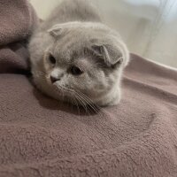 Scottish Fold, Kedi  Latte fotoğrafı