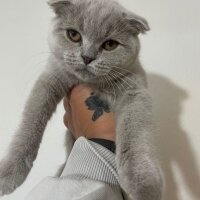 Scottish Fold, Kedi  Latte fotoğrafı