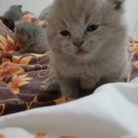 Scottish Fold, Kedi  Latte fotoğrafı