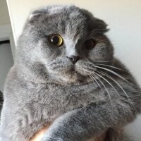 Scottish Fold, Kedi  Latte fotoğrafı