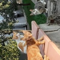 Sarman, Kedi  Pofpof fotoğrafı