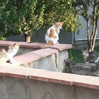 Sarman, Kedi  Pofpof fotoğrafı